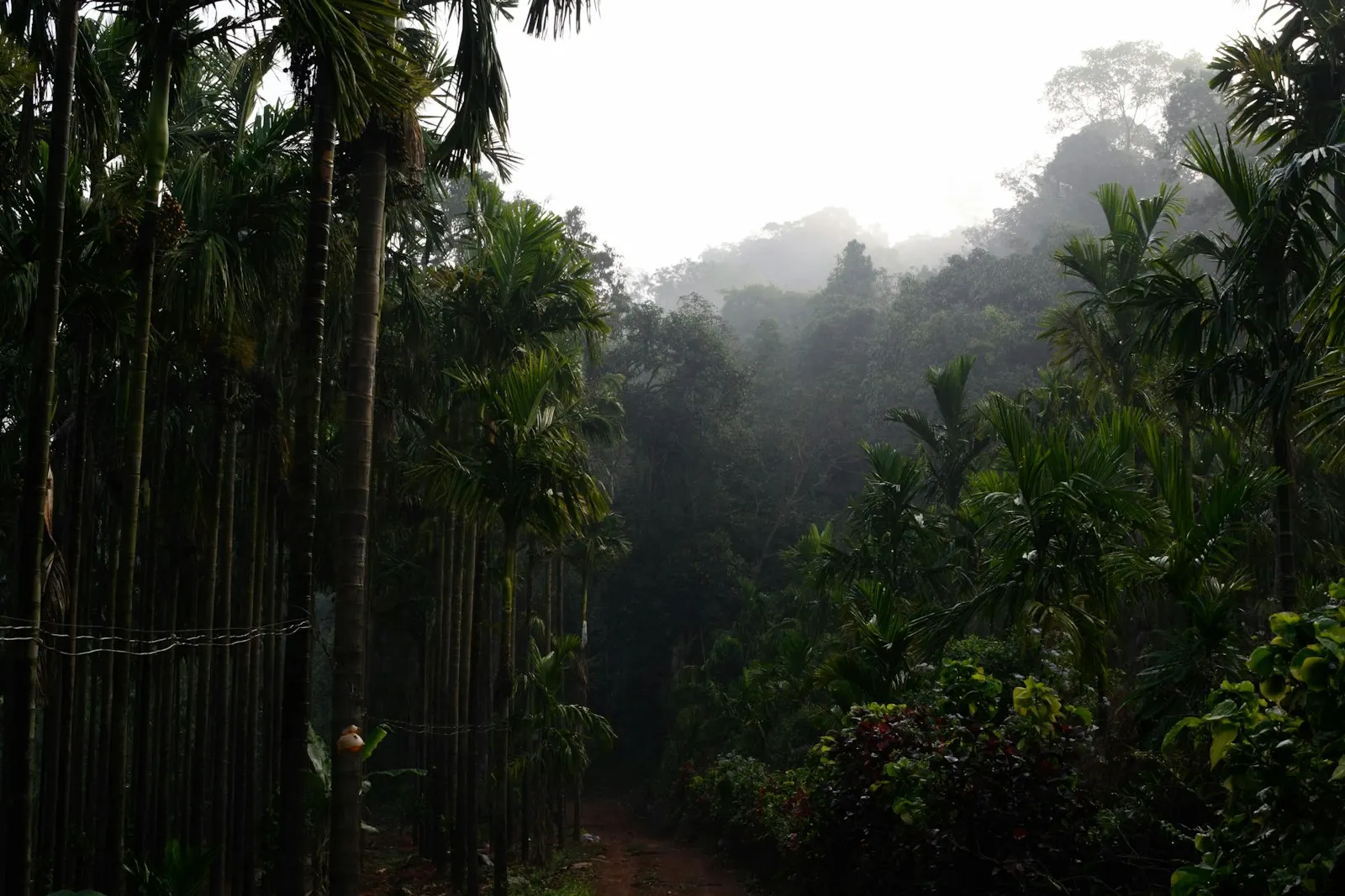 Coorg Coffee Plantation and Waterfall Walk by OYG Holidays, Coorg