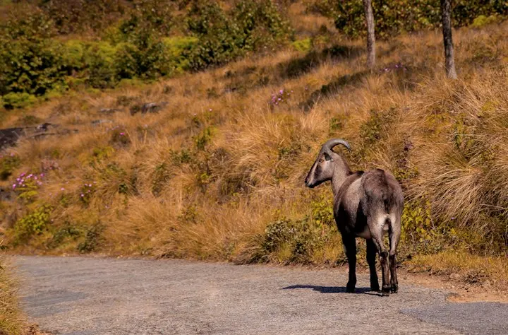 Eravikulam National Park Nilgiri Tahr Trek by OYG Holidays