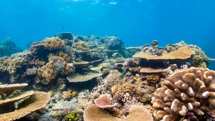 Great Barrier Reef Snorkelling Day Trip by OYG Holidays