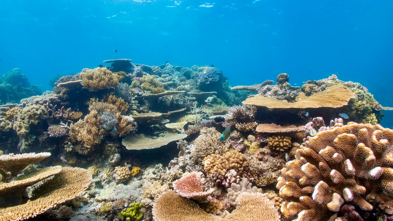 Great Barrier Reef Snorkelling Day Trip by OYG Holidays, Australia