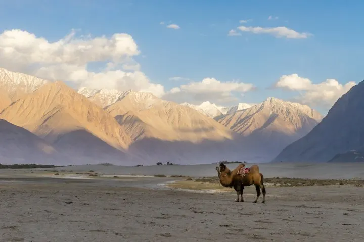 Nubra Valley and Diskit Monastery by OYG Holidays