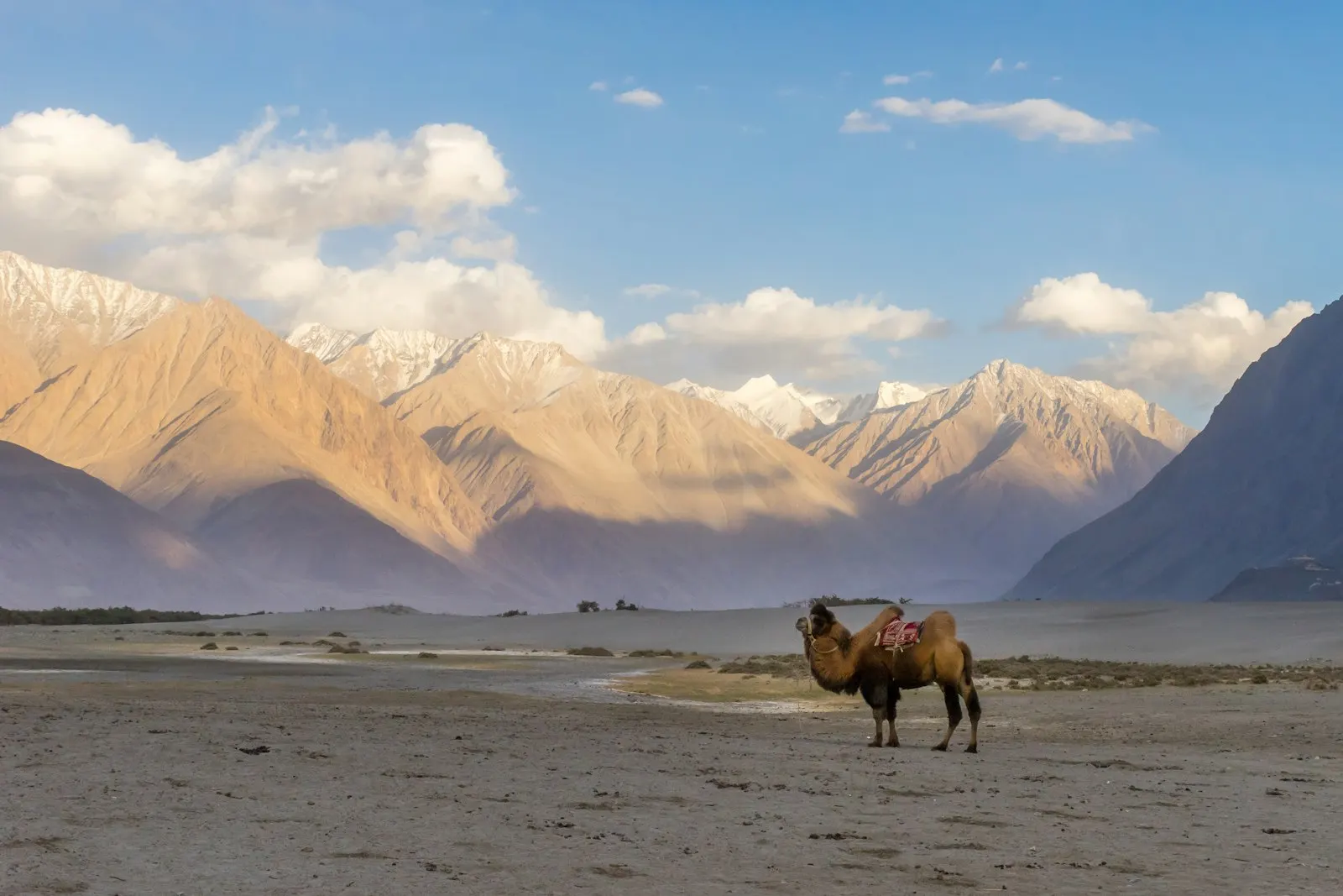 Nubra Valley and Diskit Monastery by OYG Holidays, Ladakh