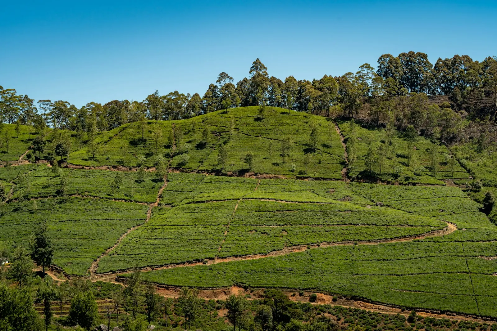 Ooty Nilgiri Mountain Railway Ride by OYG Holidays, Ooty