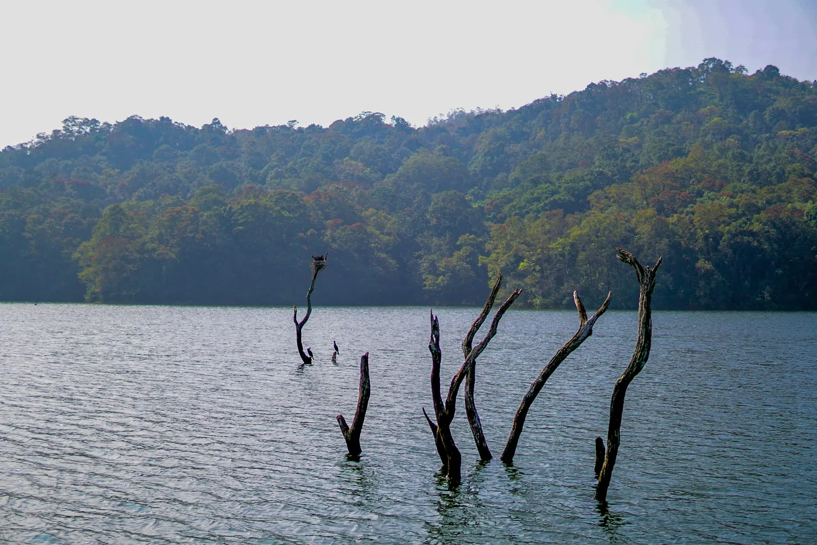Periyar Lake Boat Safari by OYG Holidays, Thekkady