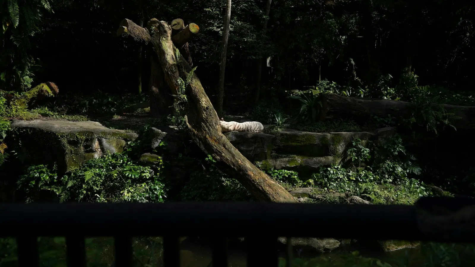 Singapore Zoo Night Safari by OYG Holidays, Singapore