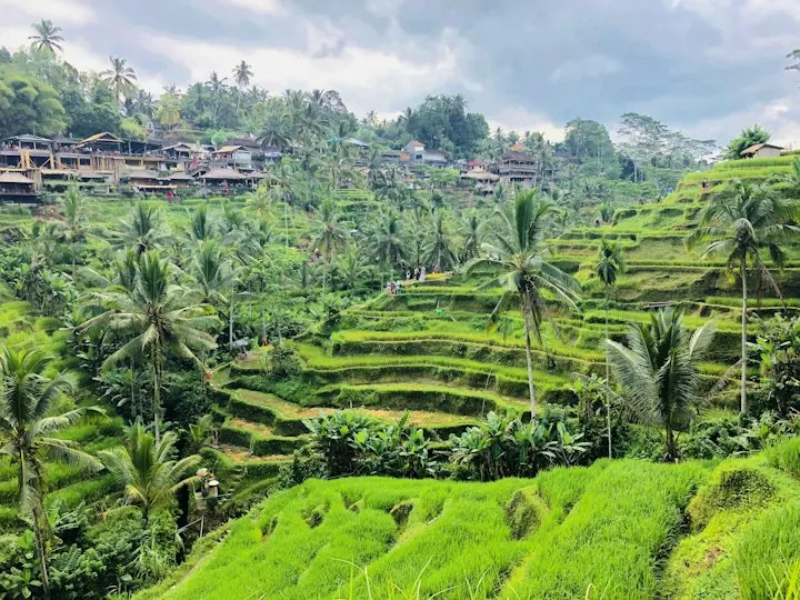 Ubud Rice Terraces and Temple Day Trip by OYG Holidays