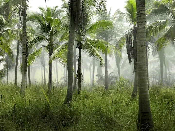 Vallee de Mai Nature Reserve Walk by OYG Holidays