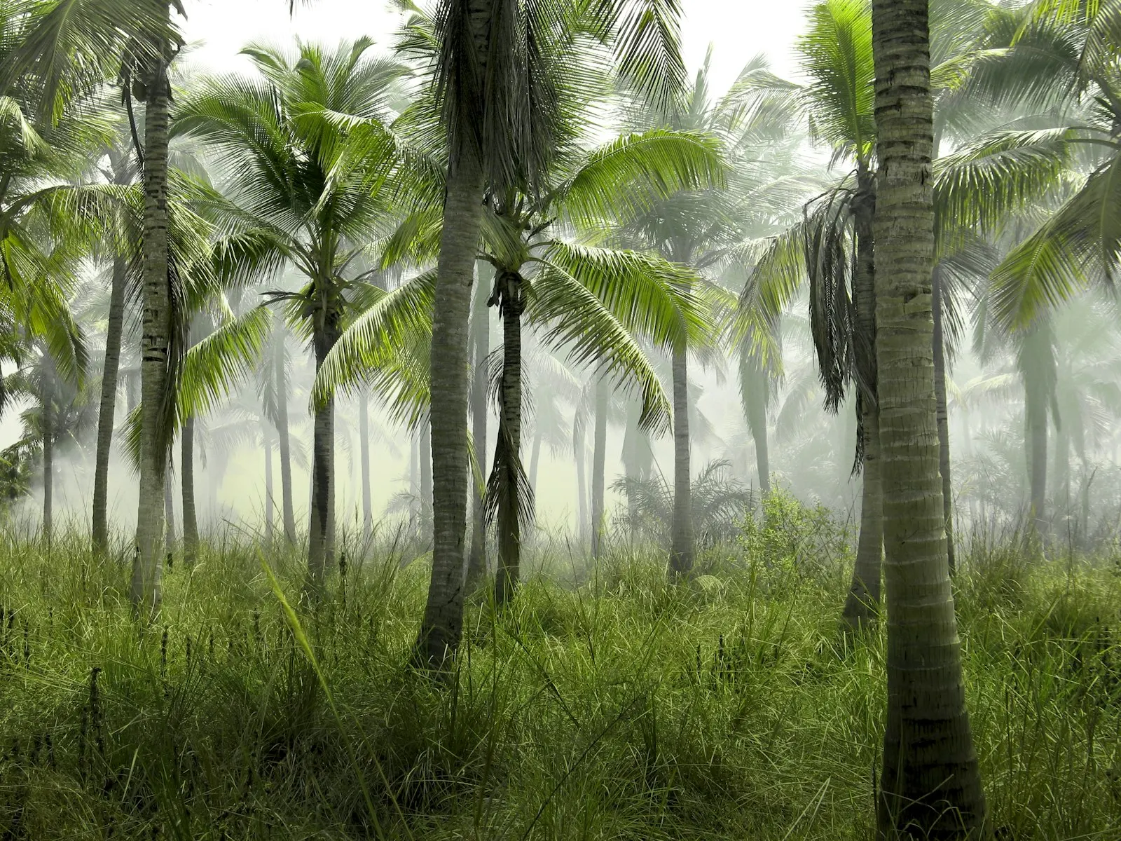 Vallee de Mai Nature Reserve Walk by OYG Holidays, Seychelles