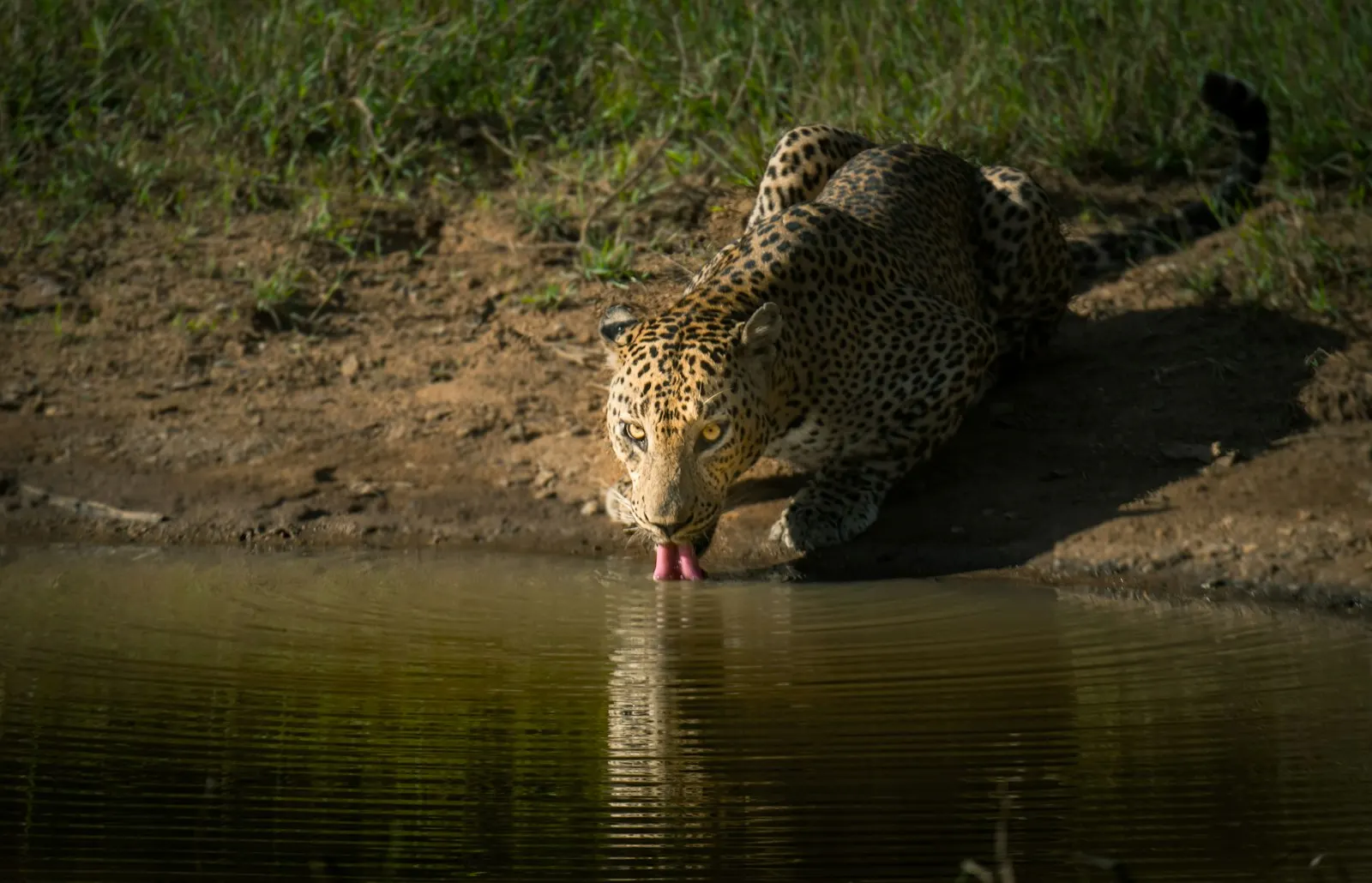 Yala National Park Wildlife Safari by OYG Holidays, Sri Lanka