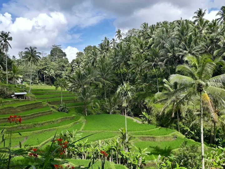 Bali holiday packages by OYG Holidays