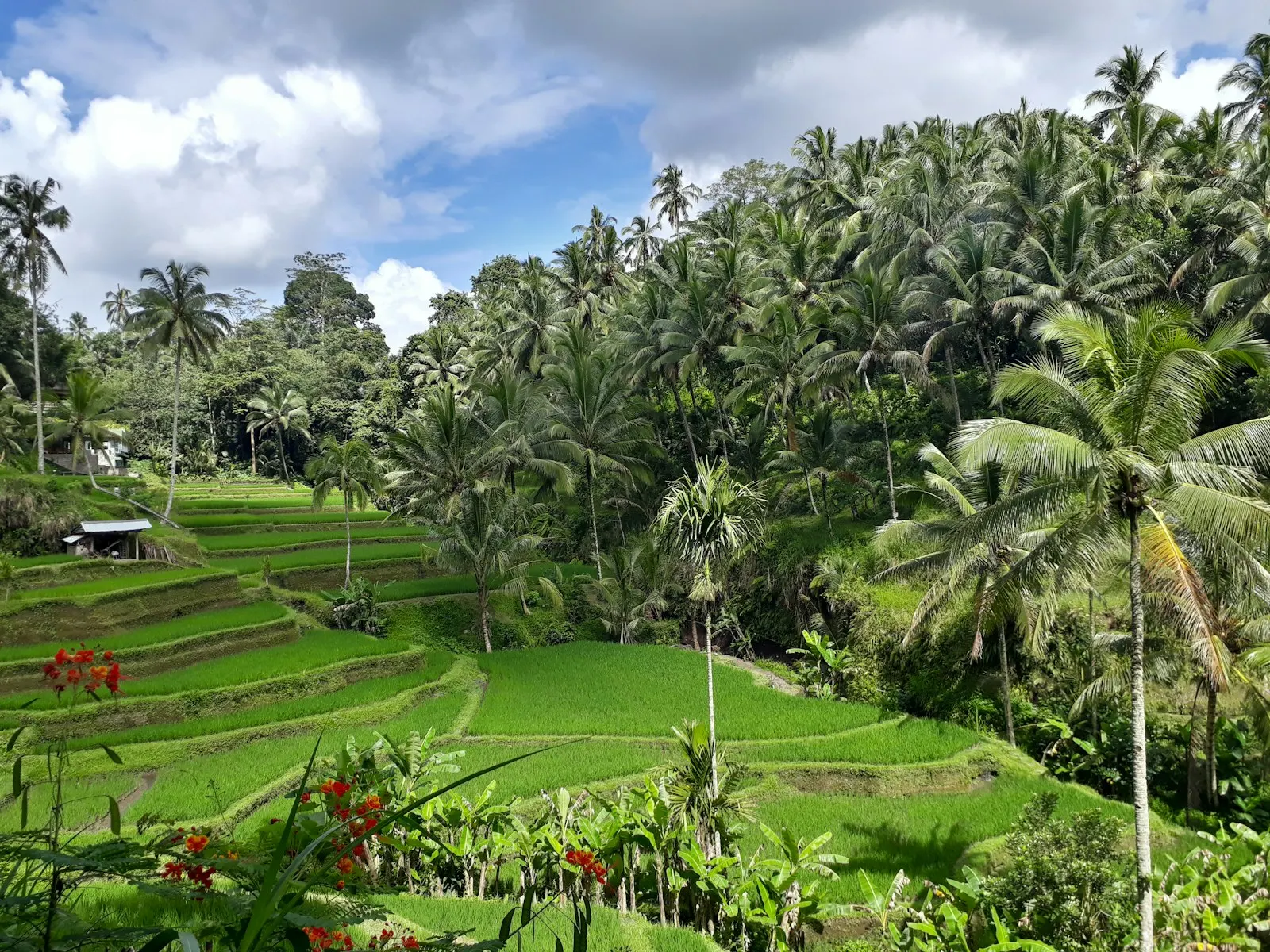 A lush green rice field surrounded by palm trees: Bali holiday packages by OYG Holidays