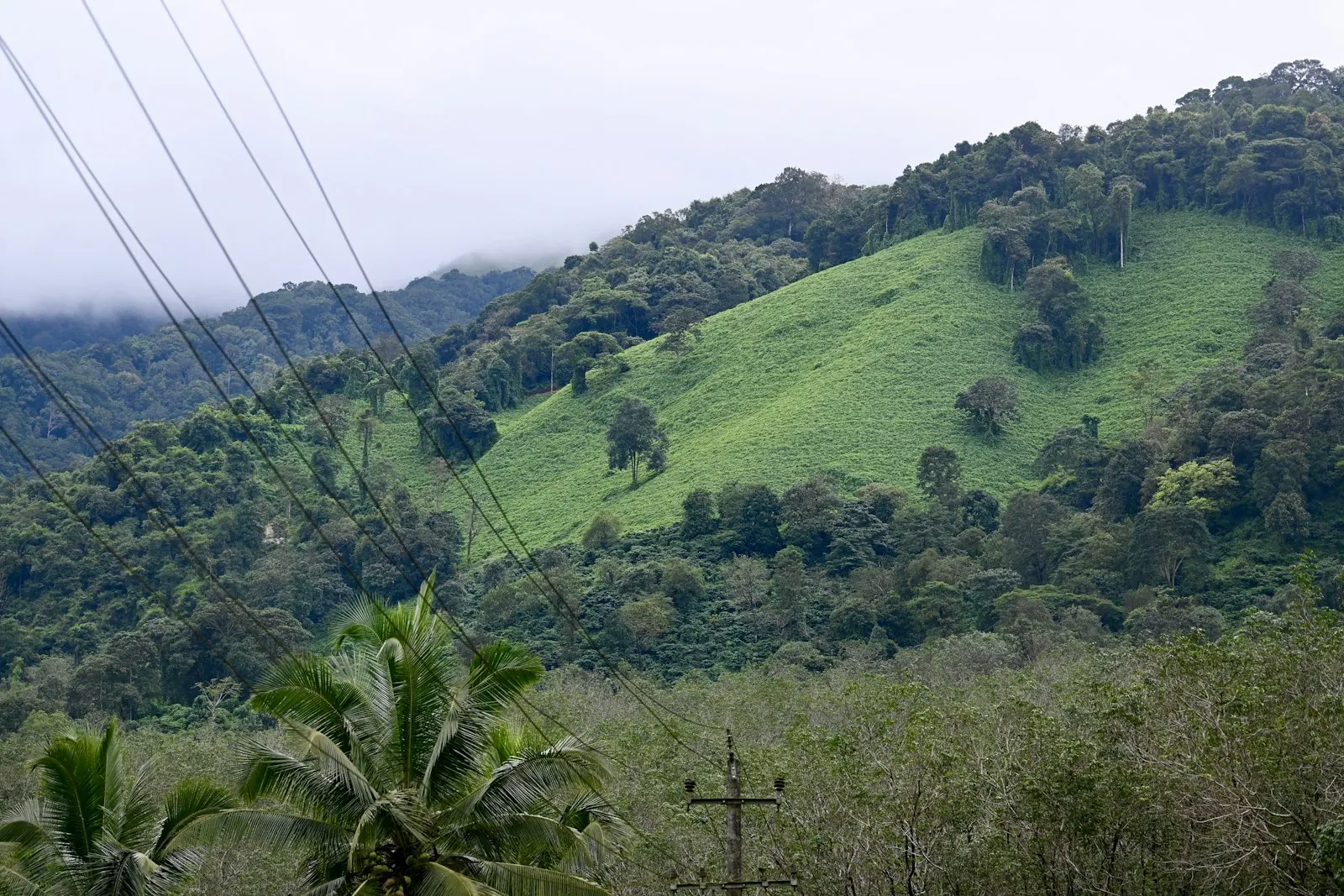 A lush green hillside covered in lots of trees Shot on the way to Bangalore from Kasaragod, Kerala. The estates and plantations in Coorg are a treat to travelle