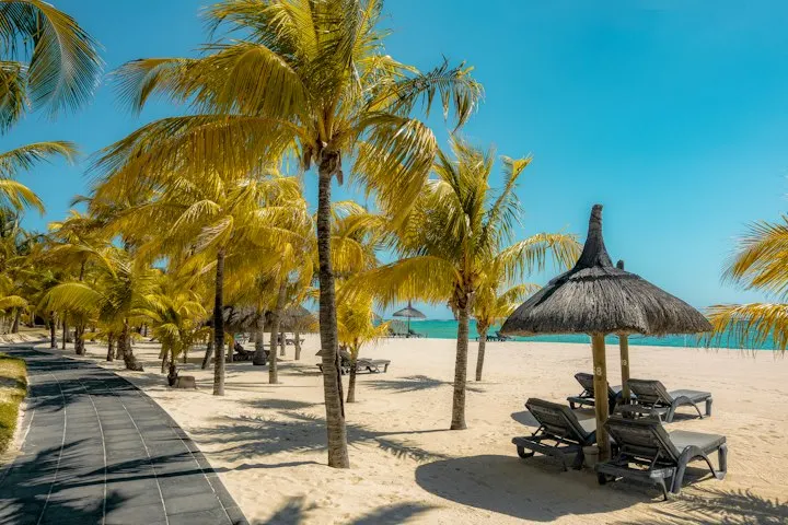 Coconut tree near shoreline The golden palm trees: Mauritius holiday packages by OYG Holidays