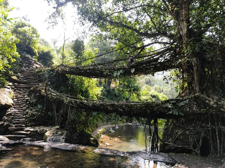 A beautiful living root bridge spans a stream: Meghalaya holiday packages by OYG Holidays