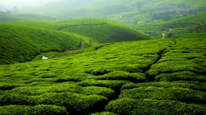 A lush green field covered in lots of grass Green landscape: Munnar holiday packages by OYG Holidays