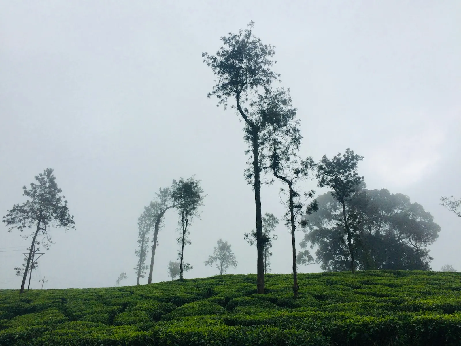 Green grass field with trees under white sky during daytime Wayanad ooty road: Ooty holiday packages by OYG Holidays