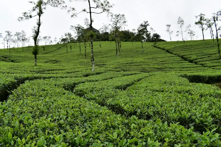 Hill Resorts in Ooty by OYG Holidays