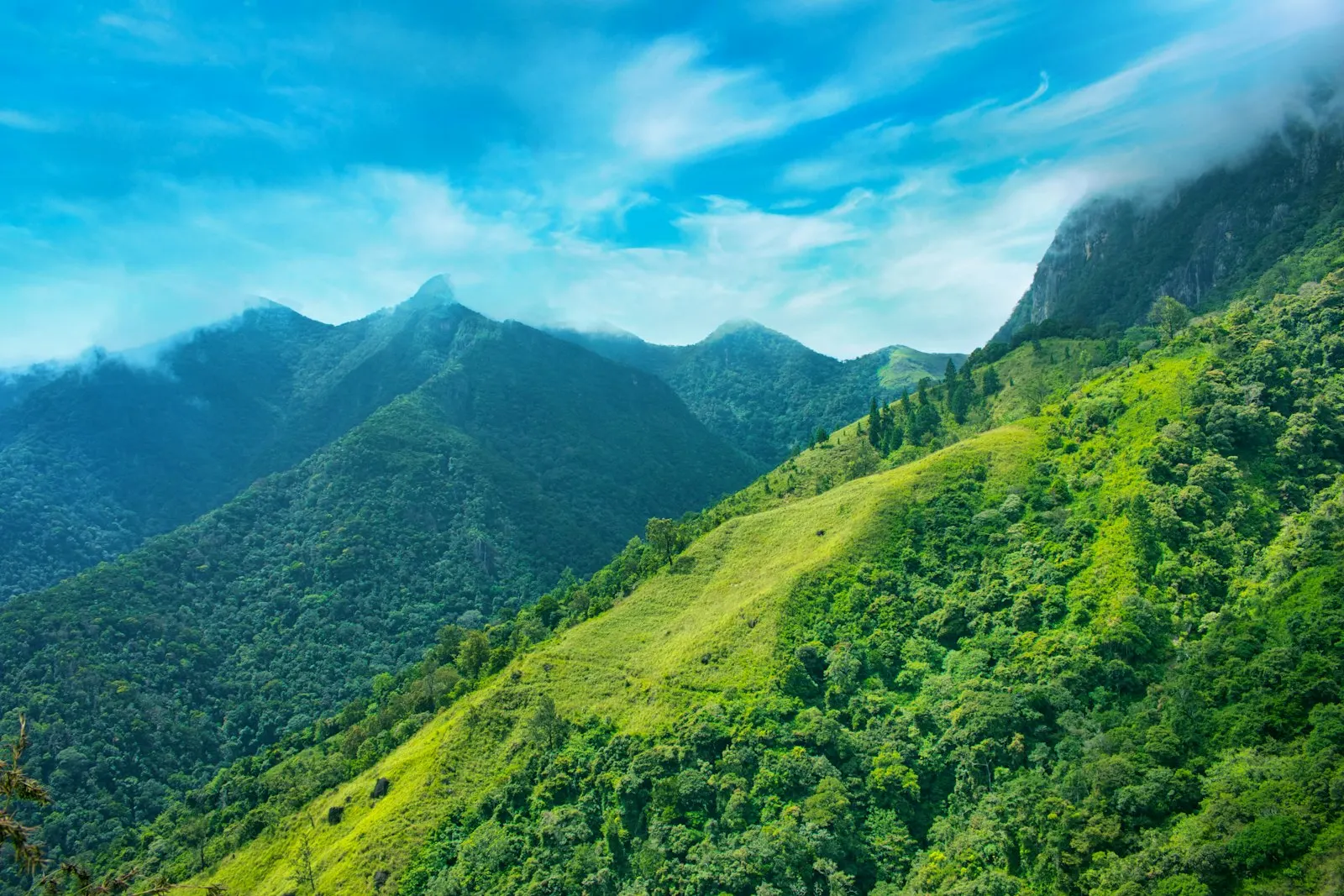 Resorts in Coorg by OYG Holidays, Coorg