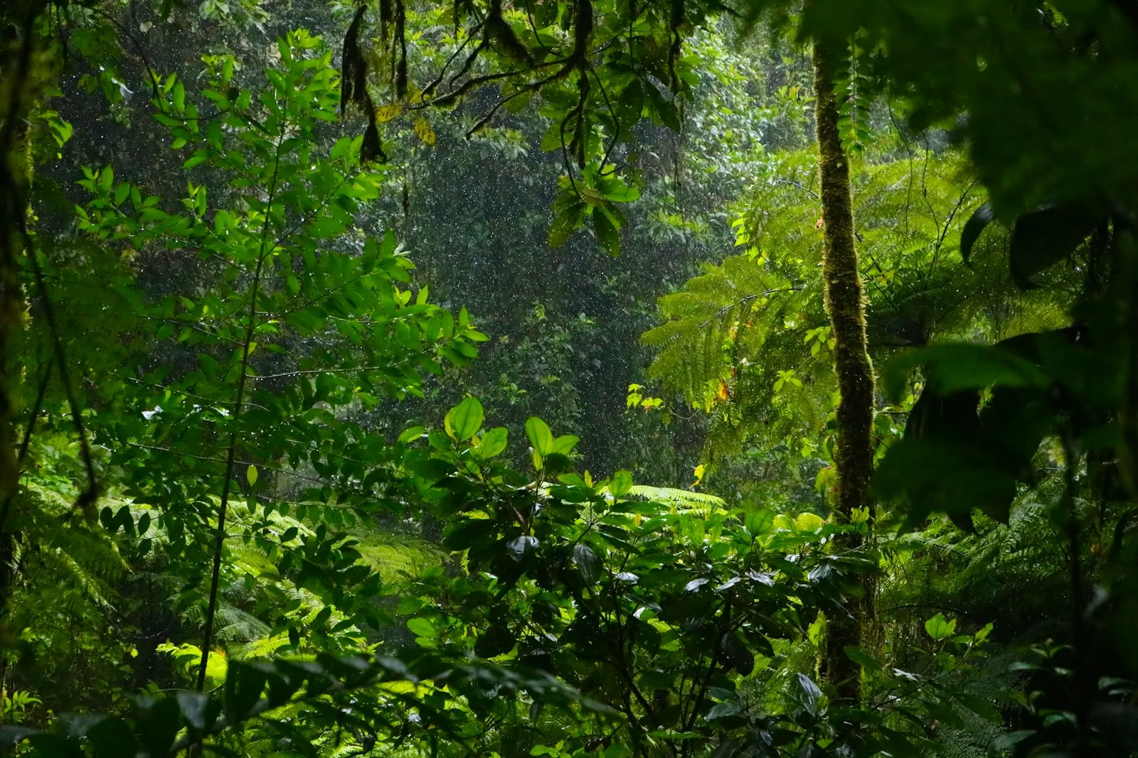 Spice Estate Resorts in Thekkady by OYG Holidays, Thekkady