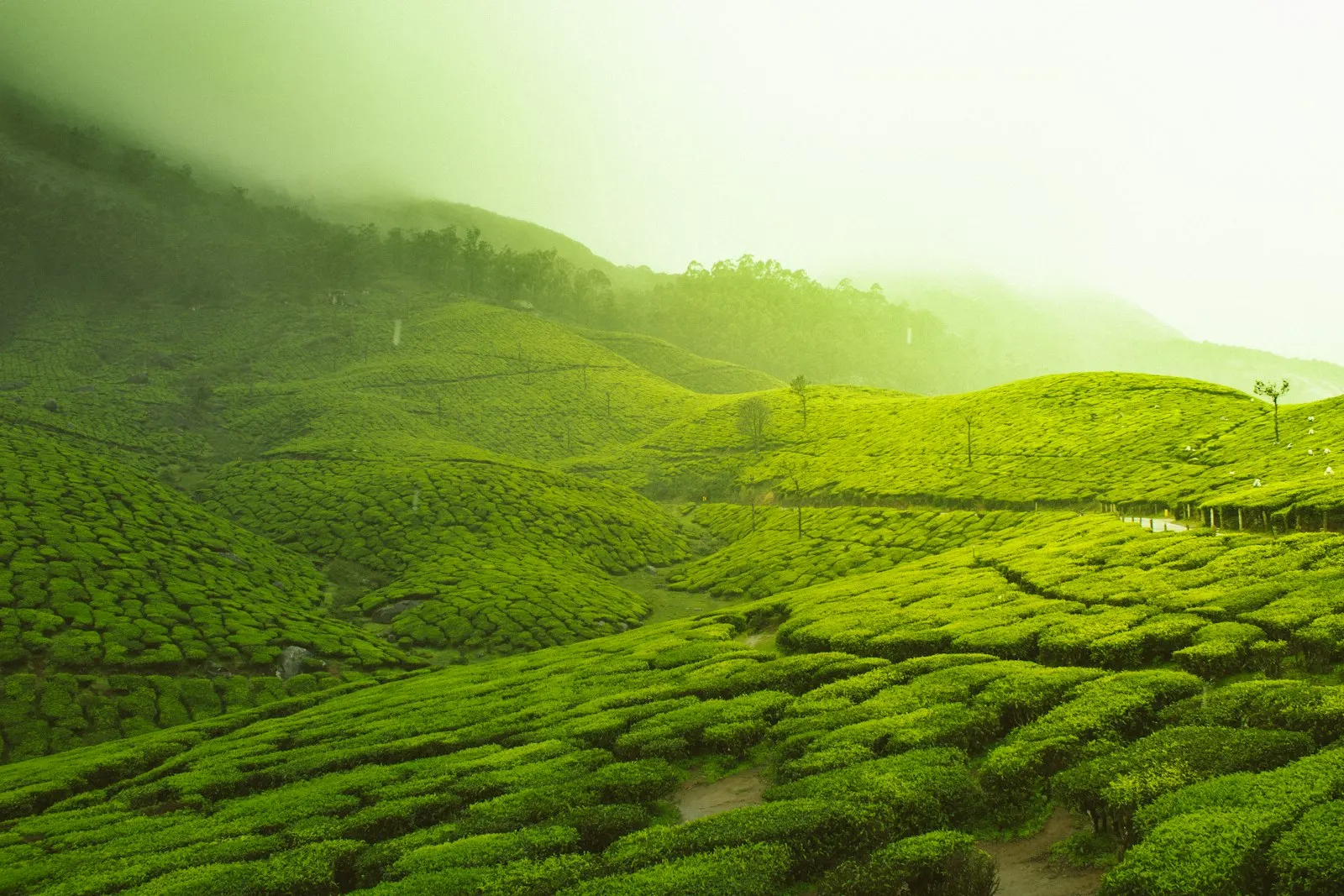 Tea Estate Bungalows in Darjeeling by OYG Holidays, Darjeeling and Sikkim