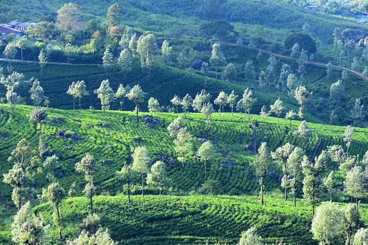 Tea Estate Bungalows in Sri Lanka by OYG Holidays