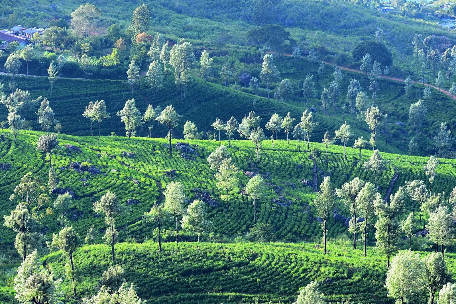 Tea Estate Bungalows in Sri Lanka by OYG Holidays, Sri Lanka