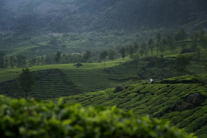 Tea Valley Resorts in Munnar by OYG Holidays