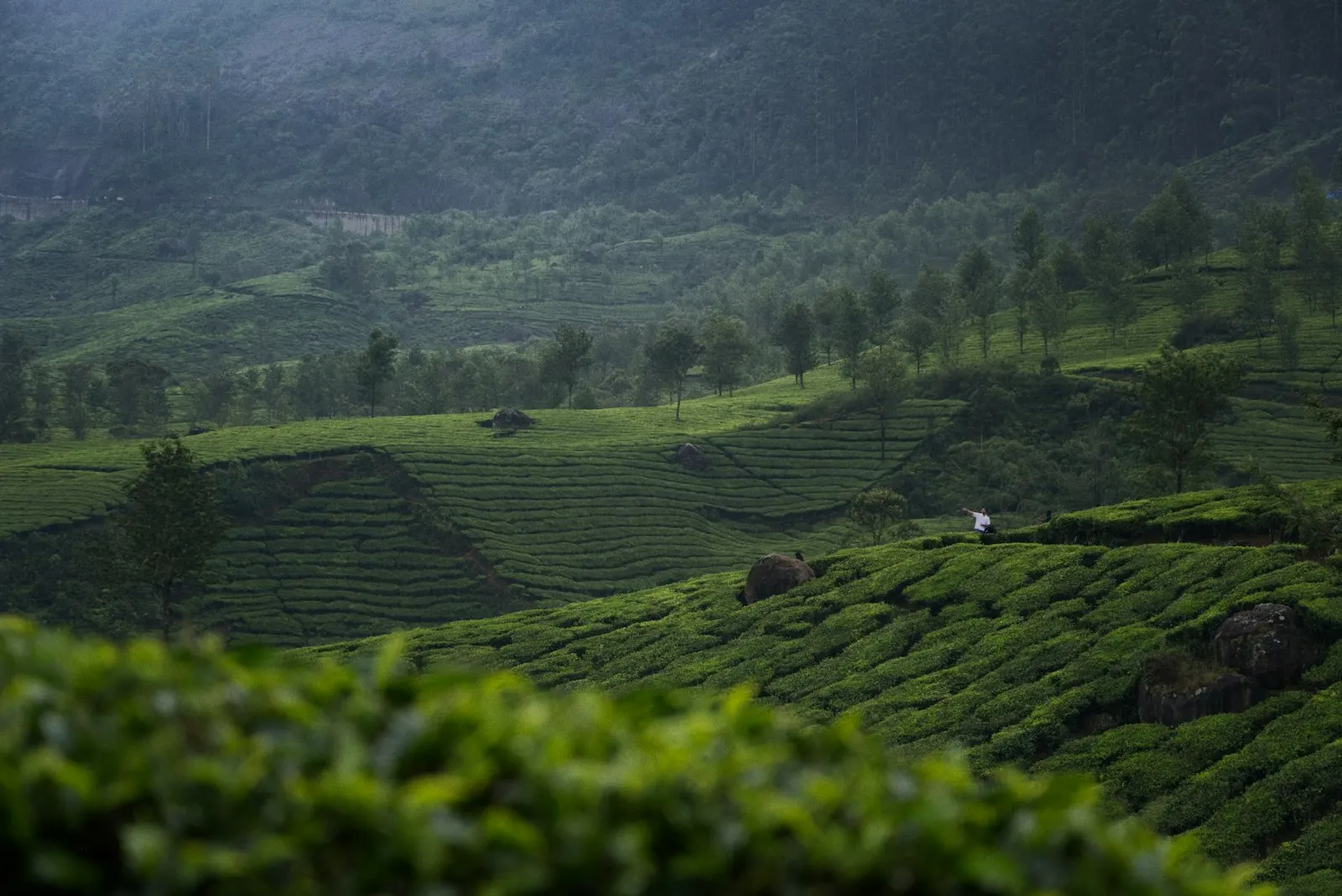 Tea Valley Resorts in Munnar by OYG Holidays, Munnar